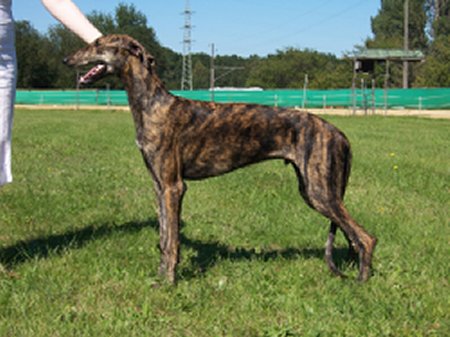 Andaluz at the age of 6 months